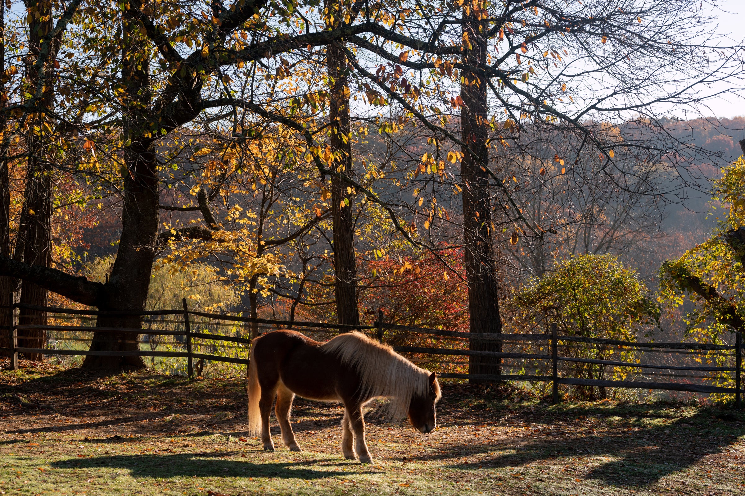 horse in the fall