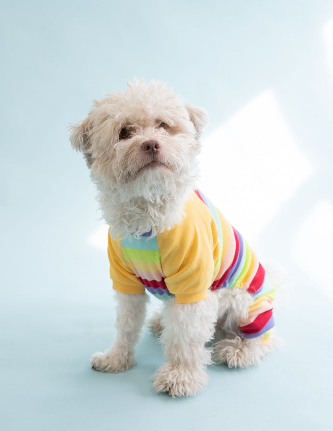 small dog wearing rainbow stripe pajamas