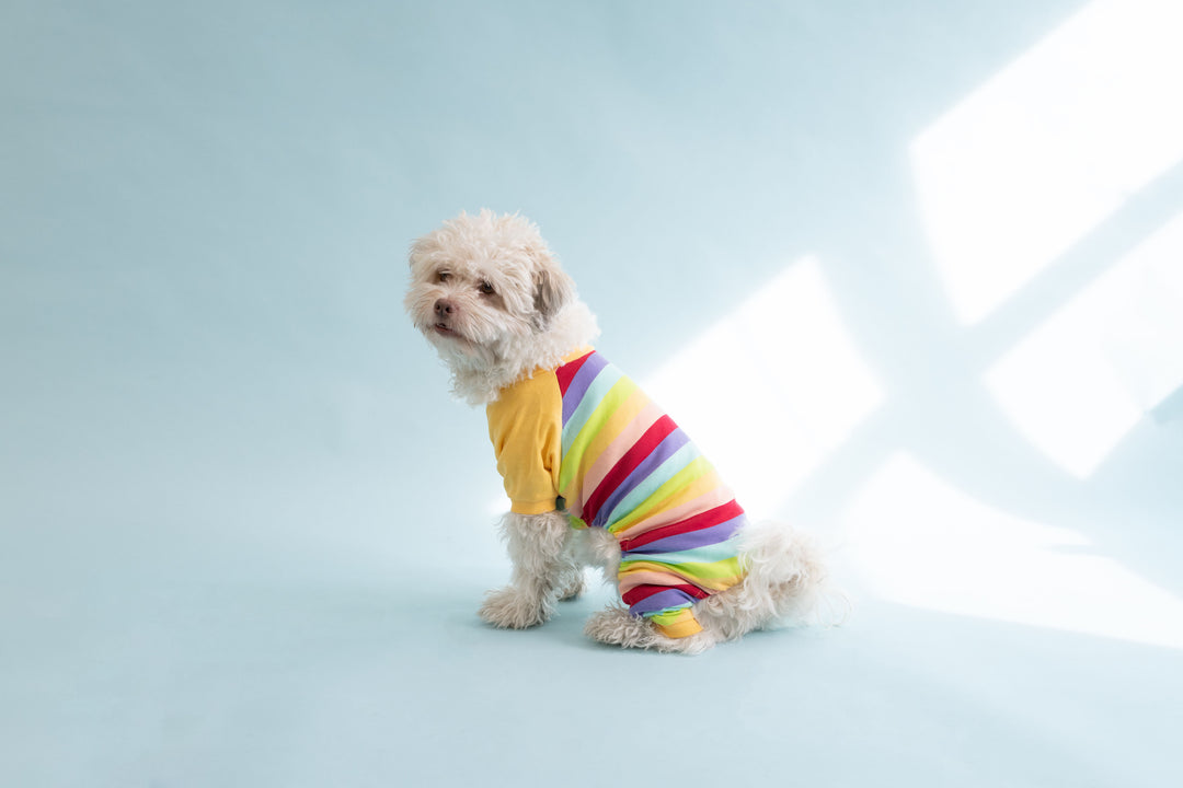 dog in rainbow stripe pajamas