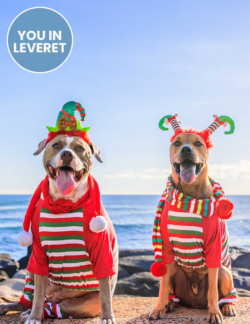 red white green big dog pajamas
